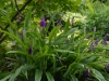 Roscoea purpurea