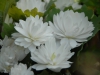 Sanguinaria canadensis 'Plena'