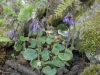 Soldanella villosa