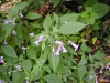 Strobilanthes sp.