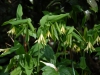 Uvularia grandiflora palidiflora