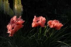 Perennials for Sunny Areas