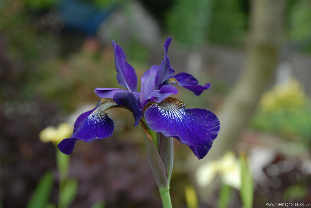 Iris sibirica 'Victorias Secret'