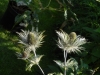 Eryngium alpinum cv.