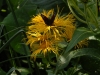 Inula magnifica