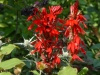 Lobelia cardinalis