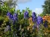 Aconitum napellus