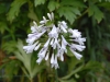 Agapanthus cv.