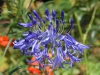 Agapanthus cv.
