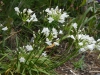 Agapanthus Dwarf White