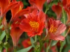 Alstroemeria cv