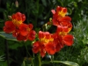 Alstroemeria 'Spitfire'