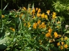Alstroemeria 'Sweet Laura'