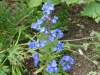 Anchusa azurea 'Loddon Royalist'