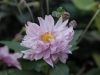 Anenome hupehensis 'Queen Charlotte'