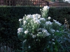 Aster nova-angiae white