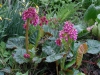 Bergenia 'Brahms'