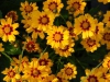 Coreopsis cv.