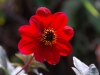 Dahlia 'Bishop of Auckland'