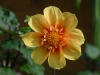 Dahlia bought as 'Topmix Orange'