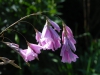 Dierama pulcherrimum