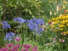 Agapanthus etc.