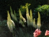 Erememurus himalaicus