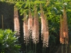 Eremurus 'Romance'