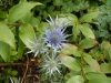 Eryngium bourgatii 'Picos Blue'