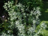 Eryngium variifolium