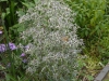 Eryngium variifolium