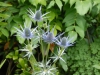 Eryngium zabelii 'Big Blue'