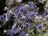 Eryngium planum 'Jade 'Frost'