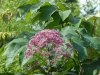 Eupatorium purpureum 'Glutball'