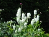 Galega x hartlandii 'Alba'