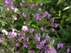 Geranium palmatum
