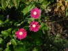 Gerbera 'Everlasting Carmine'