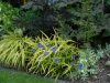 Hakenochloa and Tradescantia 'Blue and Gold'