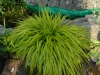Hakonechloa macra 'All Gold'