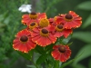 Helenium 'Red- Jewel'