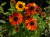 Helenium 'Sahins Early Flowerer'