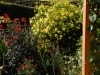 Helianthus 'Lemon Queen'