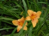 Hemerocallis 'Amber Classic'