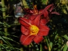 Hemerocallis 'Berlin Red'