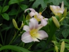 Hemerocallis 'Catherine Woodbury'