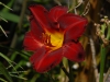 Hemerocallis 'Claudine'