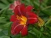 Hemerocalli 'Fire Tree'