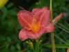 Hemerocallis 'Llittl Fat Dazzler'