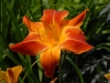 Hemerocallis 'Red Twister'