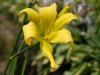 Hemerocallis 'Whirling Fury'